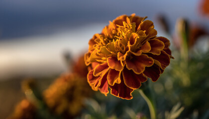 Macro shot of a marigold, golden petals in sharp focus, textured center, soft sunlight background