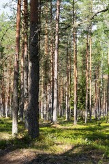 Experience the tranquility of a Finnish forest. This image highlights the serene beauty of tall trees and lush greenery, perfect for nature-themed backgrounds and calming visuals.