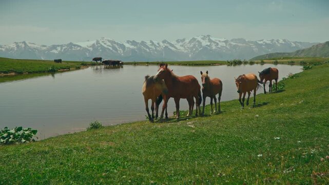 Horses by Koruldi Lakes with stunning mountain views, peaceful nature scene