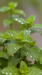 Fresh Mint Leaves with Water Drops