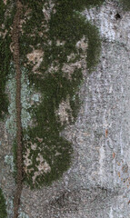 Fototapeta premium Green moss on natural wood background. Closeup texture of natural tree bark. Rough surface of trunk.