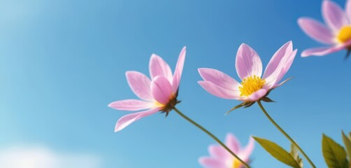 Fototapeta premium Delicate pink cosmos flowers bloom against a clear bright blue sky nature