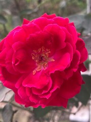 red rose in full bloom. velvety petals unfurl, displaying a perfect, intricate floral pattern.