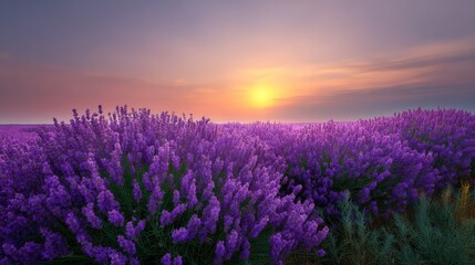 Fototapeta premium Breathtaking Sunrise Over a Vibrant Field of Purple Lavender Blossoms with Dramatic Sky Colors and Serene Atmosphere for Natural Landscape Lovers