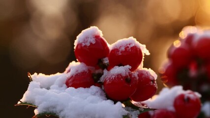 An extreme close-up of snowy holly berries in golden hour light. A warm, festive, and naturally beautiful Christmas background. - Powered by Adobe