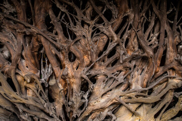 Close up of the roots of an old tree. Abstract background.