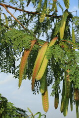 Branches and seed pods of a Leucaena leucocephala, a species commonly known as the White Leadtree.