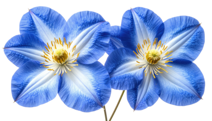 Two vibrant blue clematis flowers, with star-shaped petals