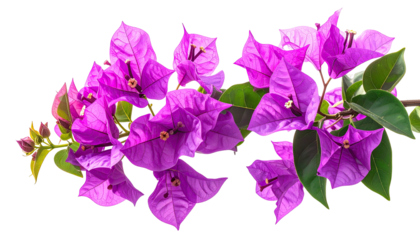 Vibrant purple bougainvillea bracts and leaves, isolated