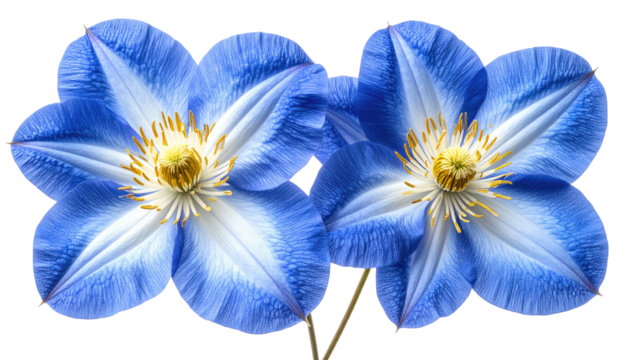 Two vibrant blue clematis flowers, with star-shaped petals