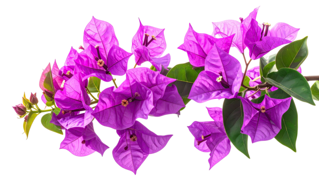 Vibrant purple bougainvillea bracts and leaves, isolated