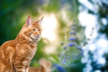 Cute domestic Cat running in the Garden