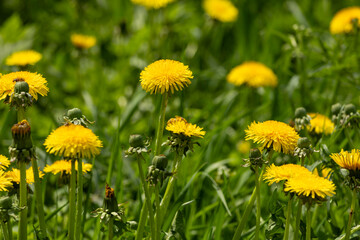 Yellow flowers hill under blue cloudy sky with sun