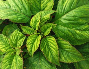 Overhead shot of a cluster of vibrant green leaves with red edges