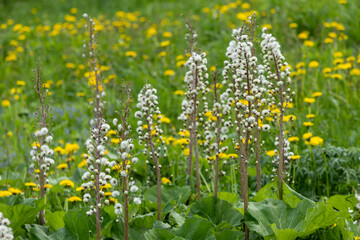 Yellow flowers hill under blue cloudy sky with sun