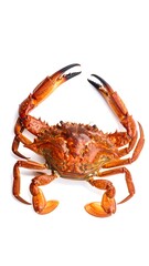 Overhead shot of a cooked crab with claws up, on a white background