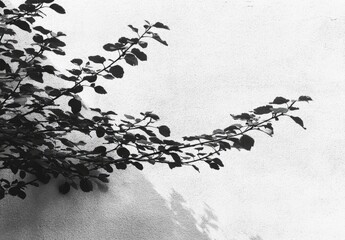 Branch with leaves casting shadows on white wall