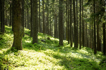 Beautiful morning mystic forest landscape and lovely sunlight