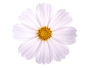 Overhead shot of a single, white flower with yellow center, pure and simple