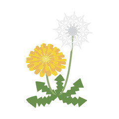 タンポポと綿毛のイラスト