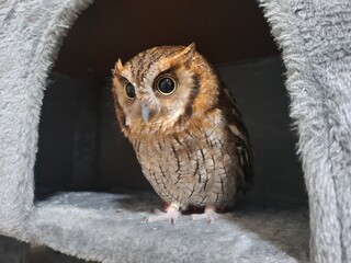 a cute little owl sitting on a branch