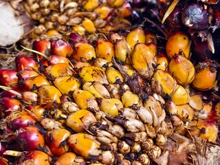 close up of oil palm fruit