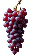 Fototapeta premium Cluster of Deep Red Grapes on a Vine