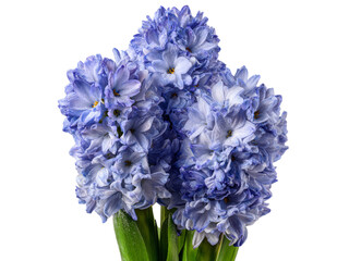 Obraz premium Delicate blue hyacinths close up black background, Isolated On White Background, Png Transparent