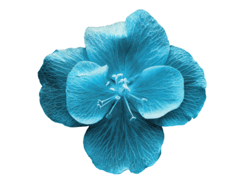 Single blue flower isolated on black background floral beauty, Isolated On White Background, Png Transparent
