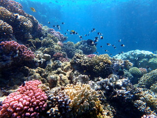 Vibrant shallow coral reef teeming with small fish