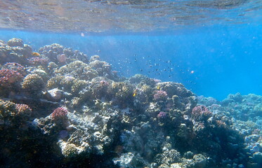 Vibrant shallow coral reef teeming with small fish