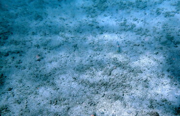 Vibrant bluespotted ray resting on sandy ocean floor