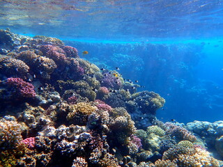 Vibrant shallow coral reef teeming with small fish