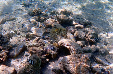 Black-white fish near anemone on sandy bottom