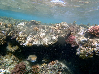 Spotted puffer fish swimming in the red sea