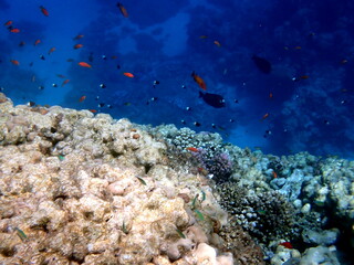 Vibrant shallow coral reef teeming with small fish