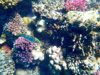 Wrasse with red stripes over yellow coral reef