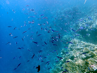Schooling blue striped fish over coral reef