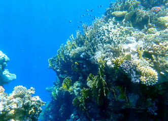 Vibrant shallow coral reef teeming with small fish