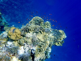 Naklejka premium Vibrant shallow coral reef teeming with small fish