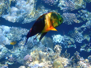Green head wrasse with fringed tail fin