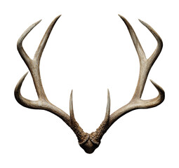 Majestic deer antlers display creative focus isolated on transparent background