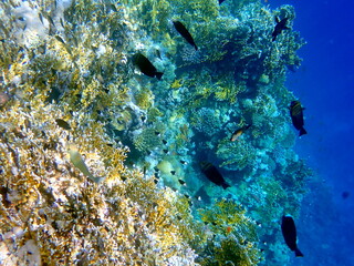 Vibrant shallow coral reef teeming with small fish