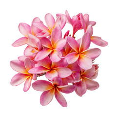 Blooming pink frangipani flowers tropical garden nature isolated on transparent background