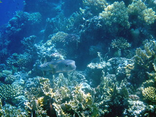 Spotted puffer fish swimming in the red sea