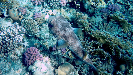 Spotted puffer fish swimming in the red sea