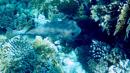 Spotted puffer fish swimming in the red sea