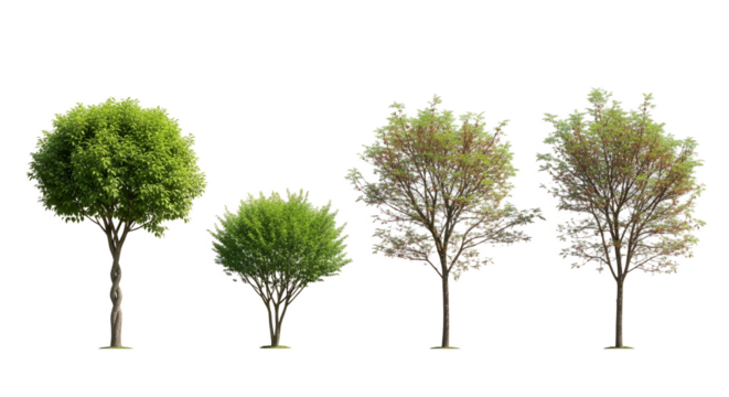 Four Deciduous Trees Isolated on Transparent Background isolated on a transparent background