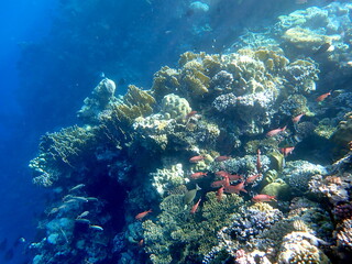 School of small reddish-orange glassfish near coral