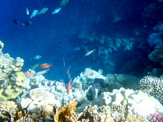 Spotted puffer fish swimming in the red sea